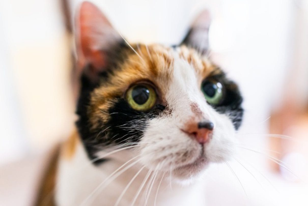 Día Internacional del Gato 2025_ amor, misterio y la huella imborrable de nuestros felinos.jpg Día Internacional del Gato 2025: amor, misterio y la huella imborrable de nuestros felinos