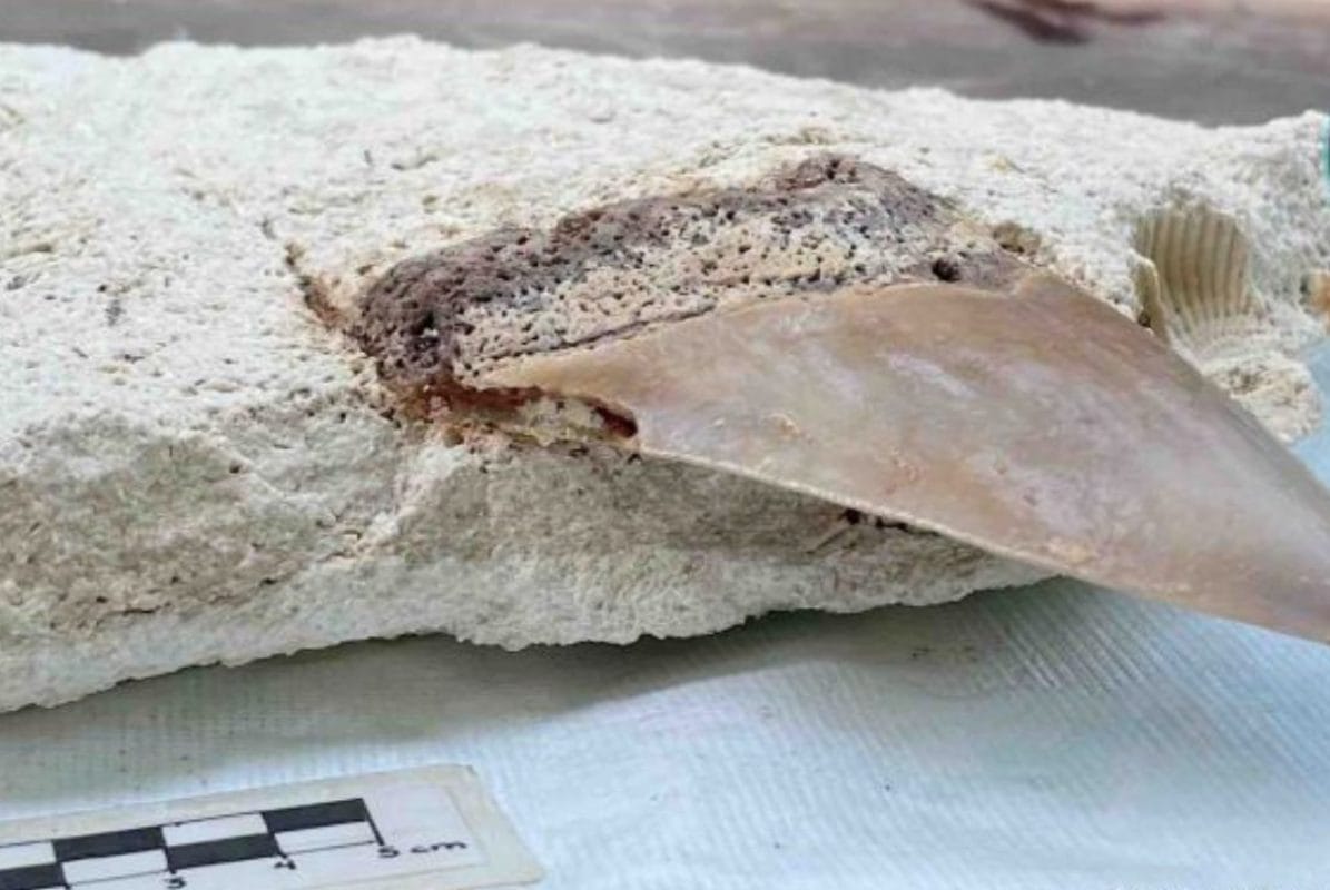 Descubren megalodón en cenote_ INAH exhibe hallazgo en museo de Tulum.jpg Descubren megalodón en cenote: INAH exhibe hallazgo en museo de Tulum