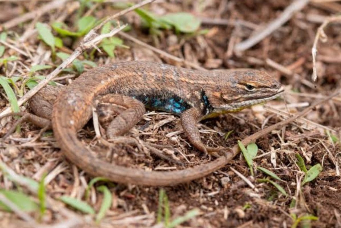 Descubren nueva lagartija de colores en Nayarit: la Sceloporus mendezdelacruzi