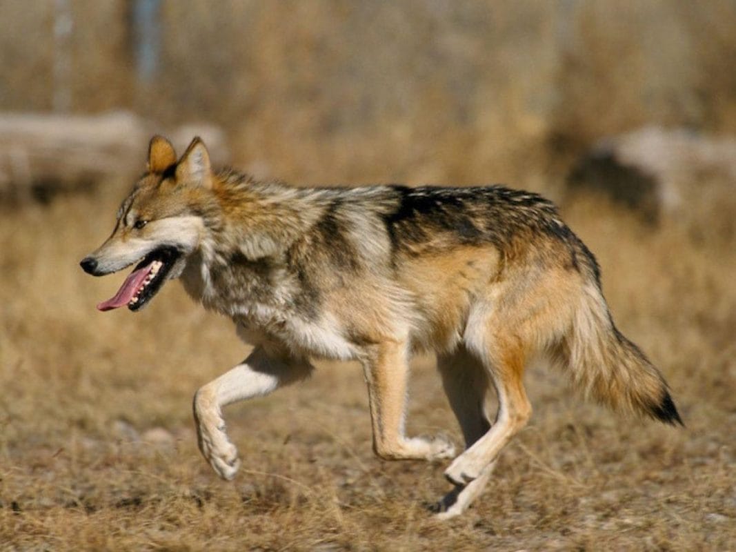 El Lobo Mexicano se prepara para regresar a la vida silvestre en Durango