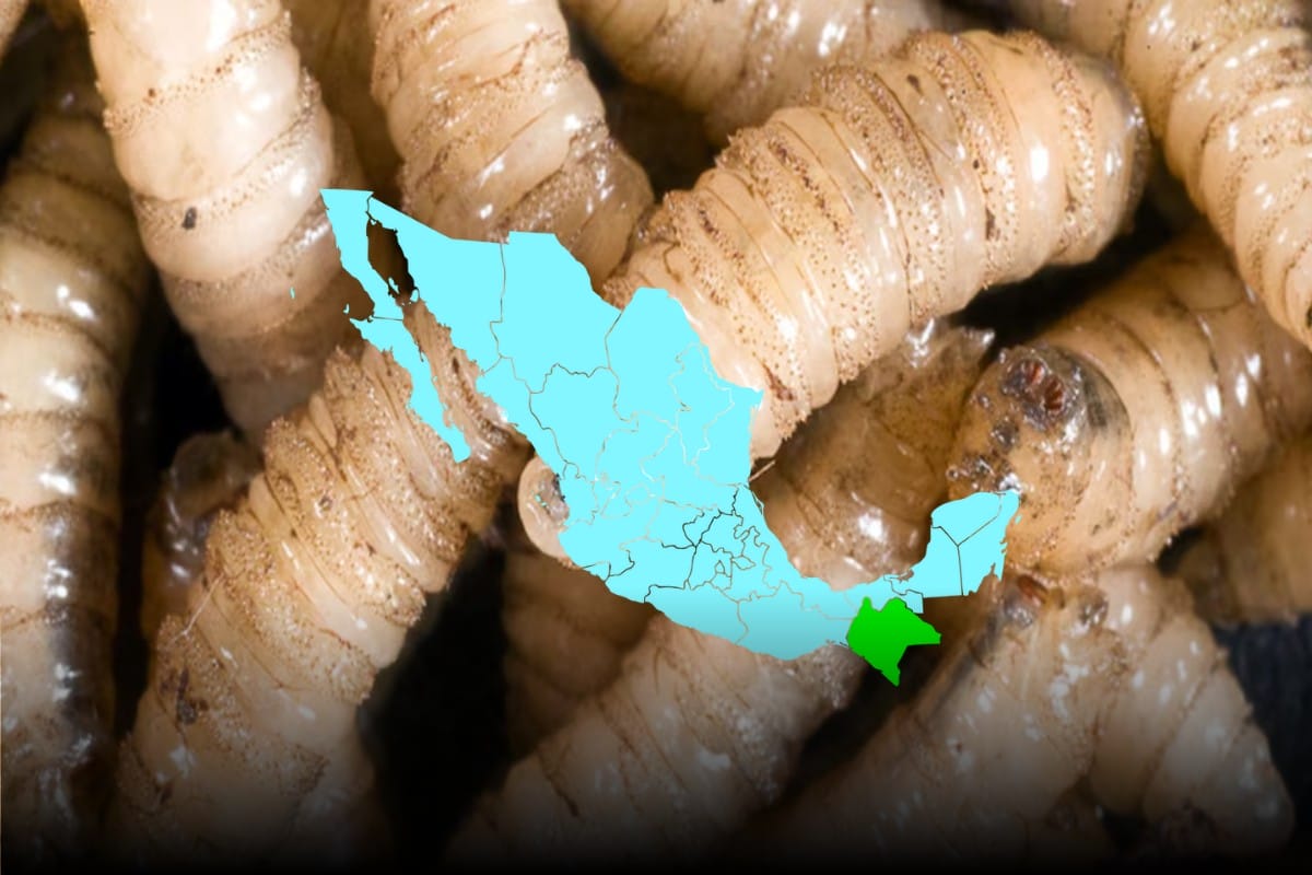 El gusano barrenador del ganado: Chiapas lidera casos en México