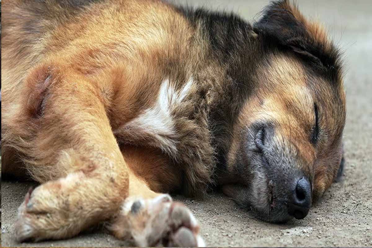 Envenenan perros y gatos en Motul y Kanasín; vecinos exigen justicia