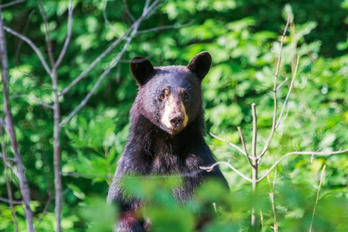Florida aprueba primera caza de osos negros en más de 10 años