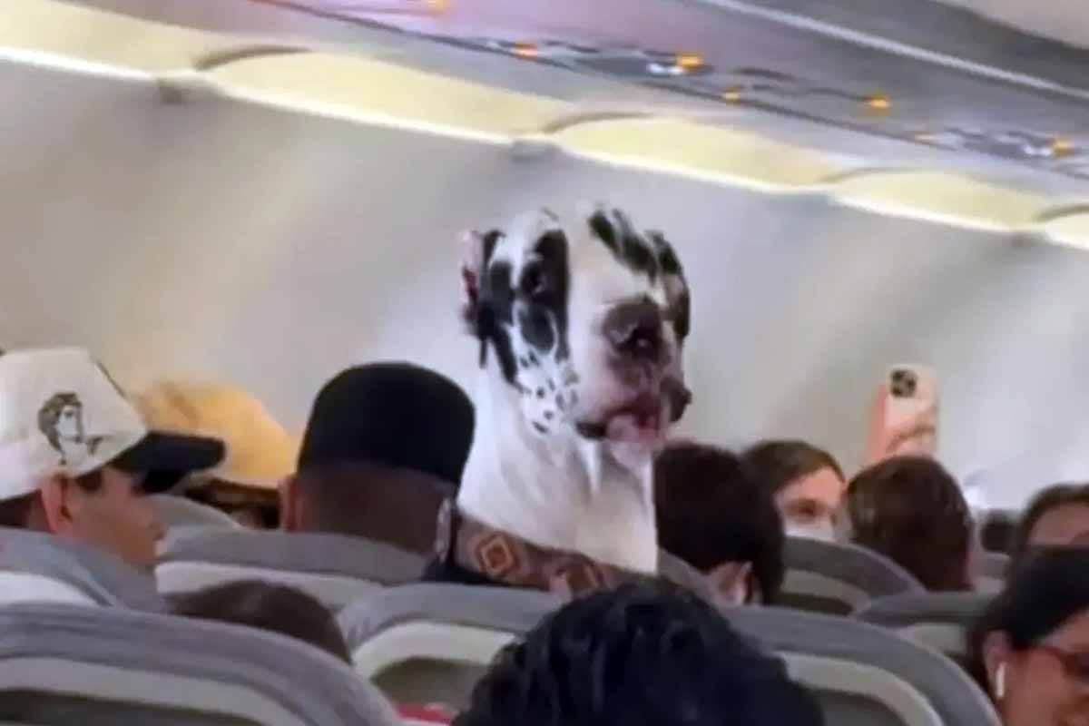 Gran danés viaja como pasajero en avión mexicano y se vuelve viral