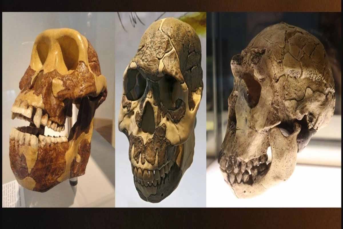 Hallan que los homínidos comían plantas herbáceas antes de evolucionar para masticarlas Hallan que los homínidos comían plantas herbáceas antes de evolucionar para masticarlas