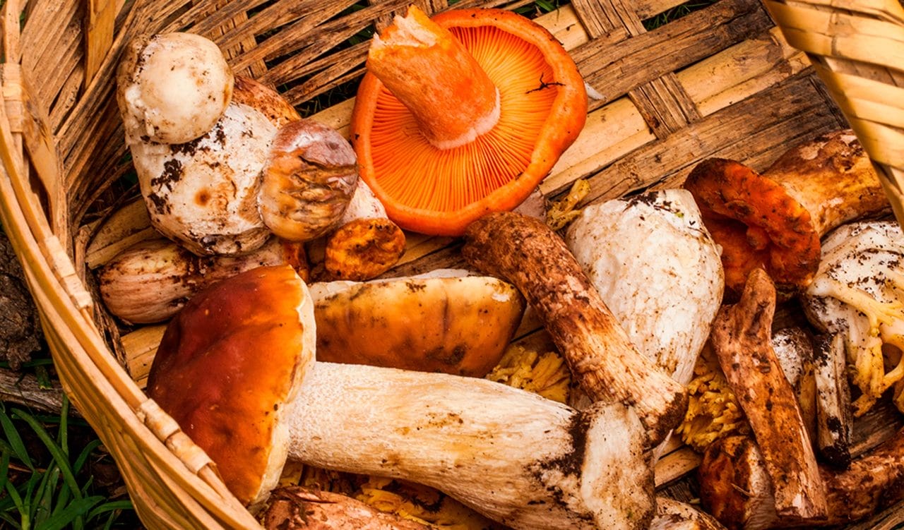 Hongos comestibles: cuáles son los más beneficiosos para tu salud