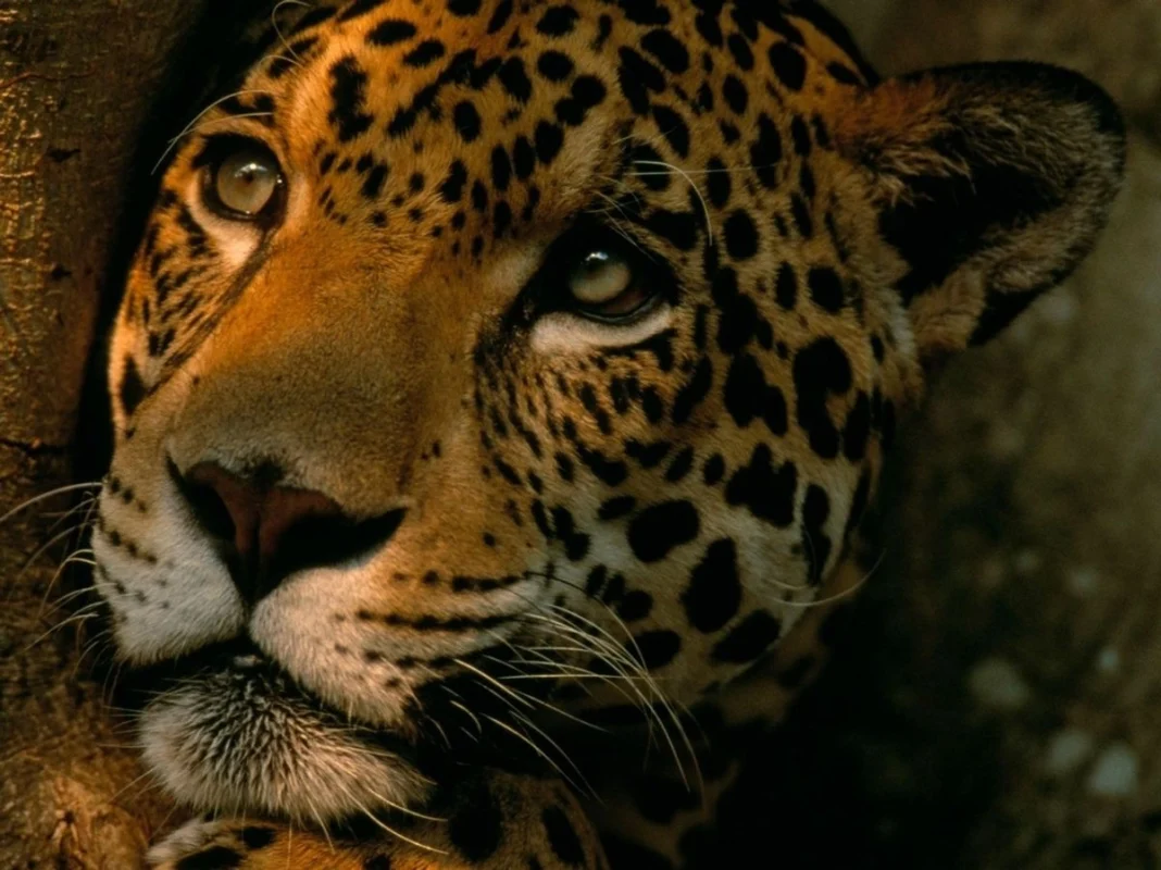 Jaguar en México_ pese al aumento poblacional, sigue en peligro de extinción Jaguar en México: pese al aumento poblacional, sigue en peligro de extinción