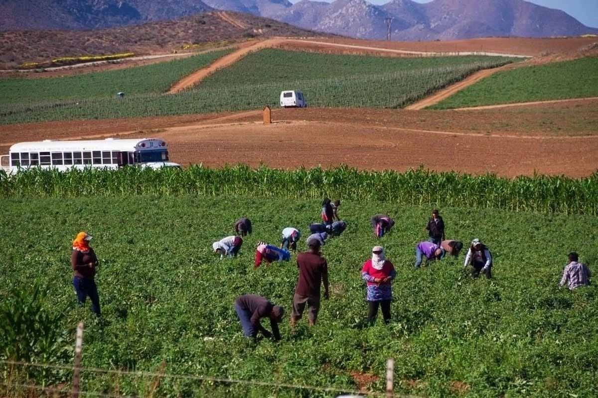 Jornaleros en México: 5 millones sin derechos laborales ni seguridad social
