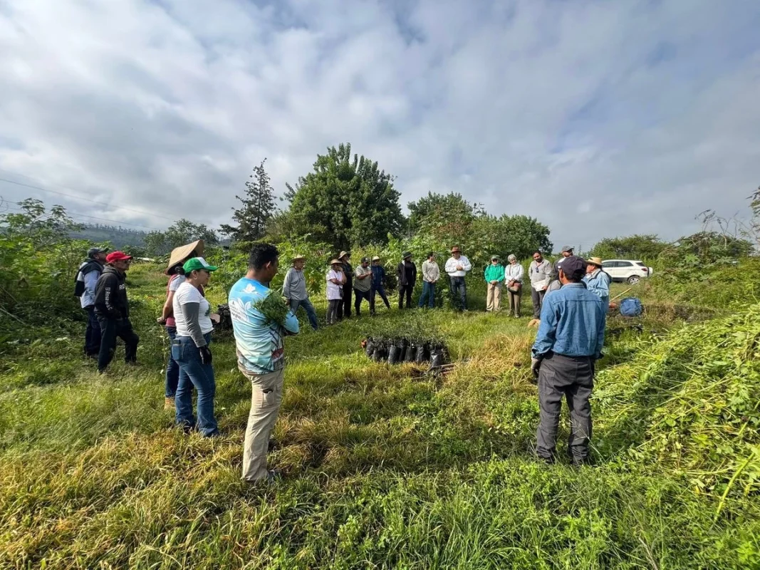 Michoacán siembra 420 árboles de zapote prieto para salvar la especie