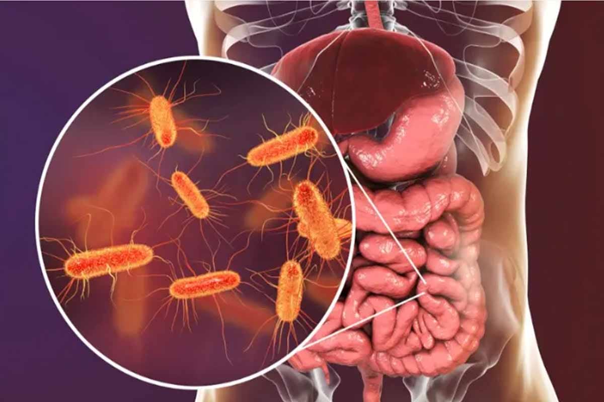 Microbioma intestinal: la clave oculta para la salud mental y el cerebro