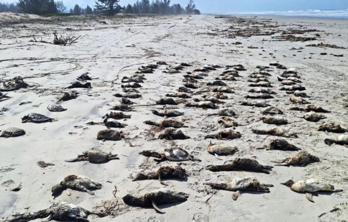 Misterioso hallazgo de 739 pingüinos muertos sacude playas de Brasil