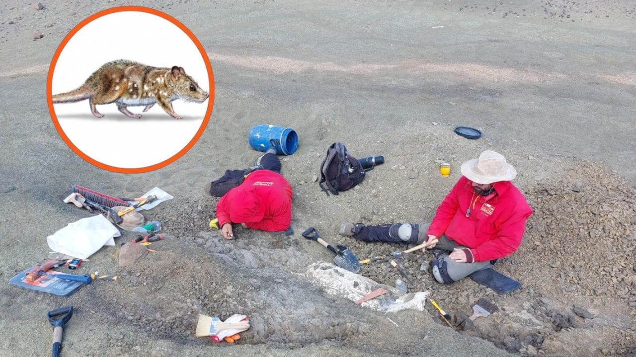 Patagonia chilena fósil de mamífero único de la era de los dinosaurios Descubren en la Patagonia chilena fósil de mamífero único de la era de los dinosaurios