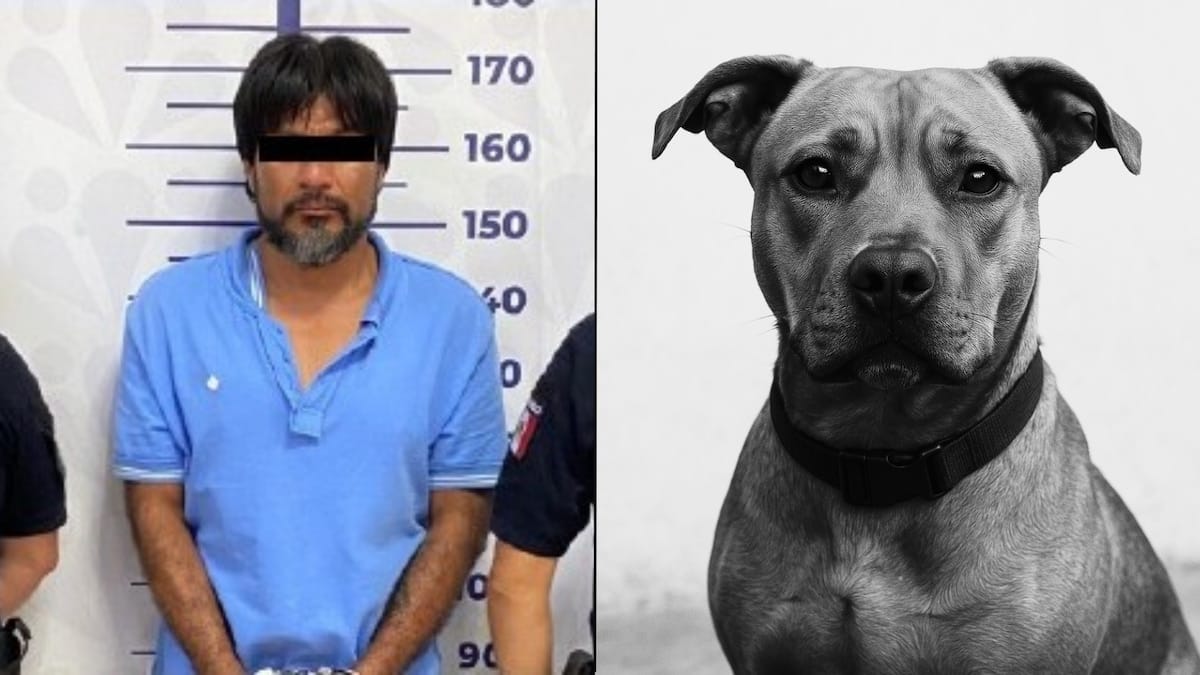 Perrita muere al salvar a su dueña de un intento de feminicidio en Puebla