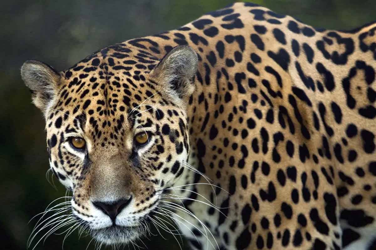 Población de jaguares en México crece 10 pese a amenazas y tráfico ilegal Población de jaguares en México crece 10% pese a amenazas y tráfico ilegal