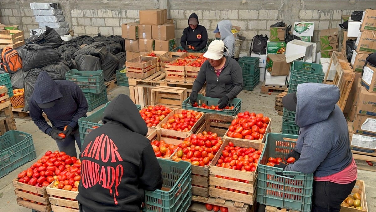 Productores de jitomate Productores de jitomate buscan precio mínimo para sostener exportaciones a EU