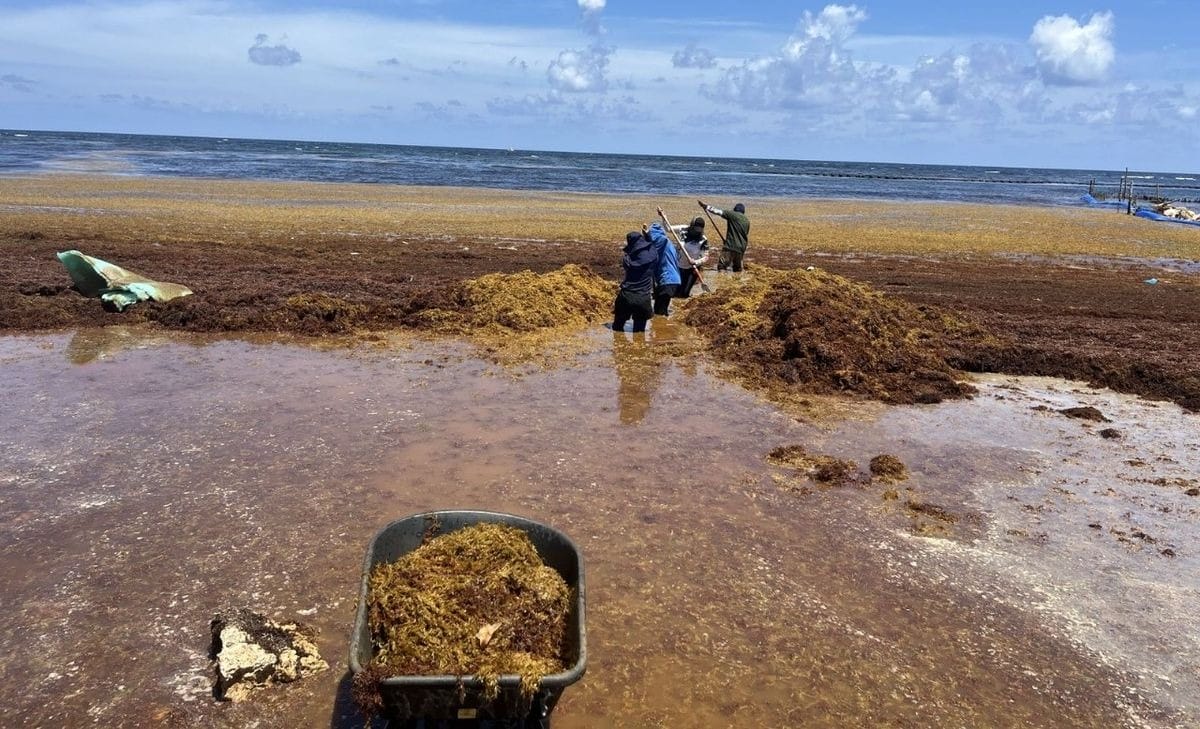 Recolectan 300 toneladas de sargazo en Quintana Roo: avance en la Estrategia 2025