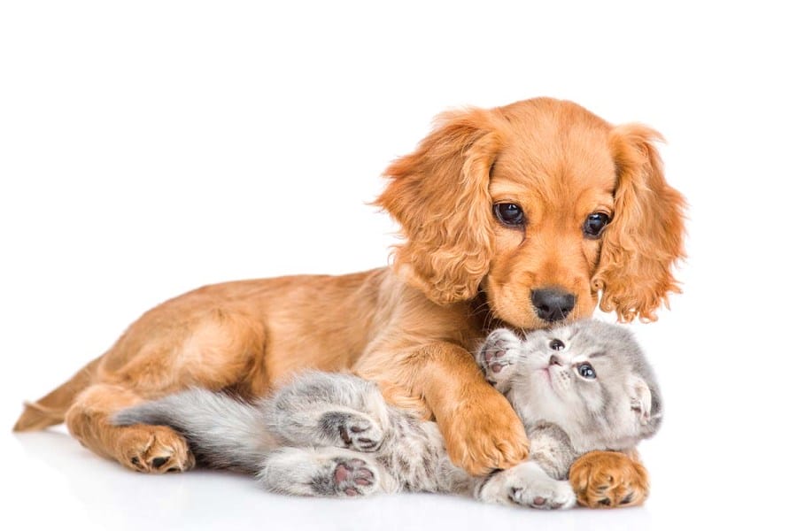 Reforma en CDMX reconoce a los animales como seres sintientes y refuerza la lucha contra el maltrato