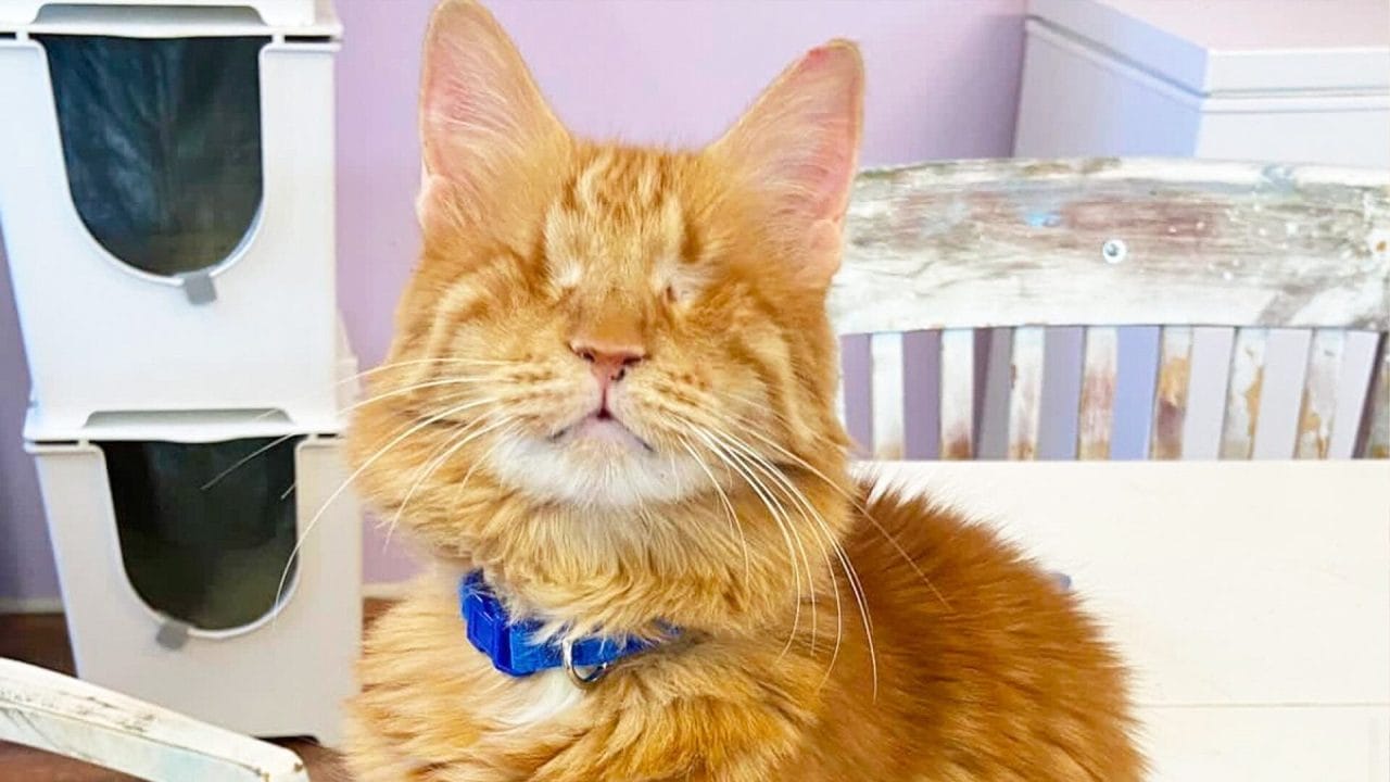 Refugio en California transforma con amor la vida de gatos con discapacidad