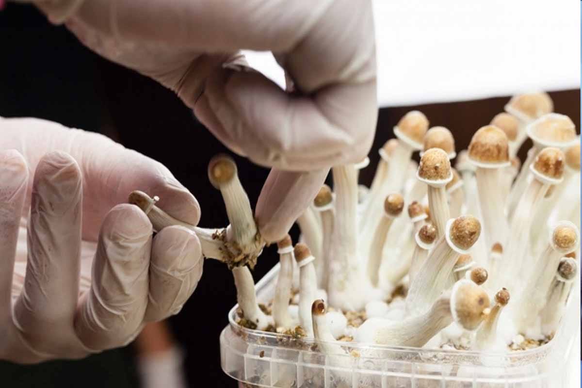 Renacimiento psicodélico: ciencia, terapia y el futuro de la salud mental