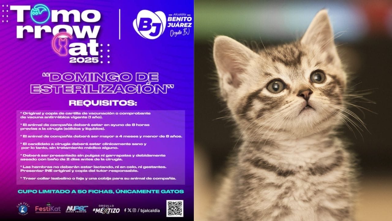 Tomorrow Cat 2025: el festival que celebra a los gatos en la CDMX con adopciones y actividades gratuitas