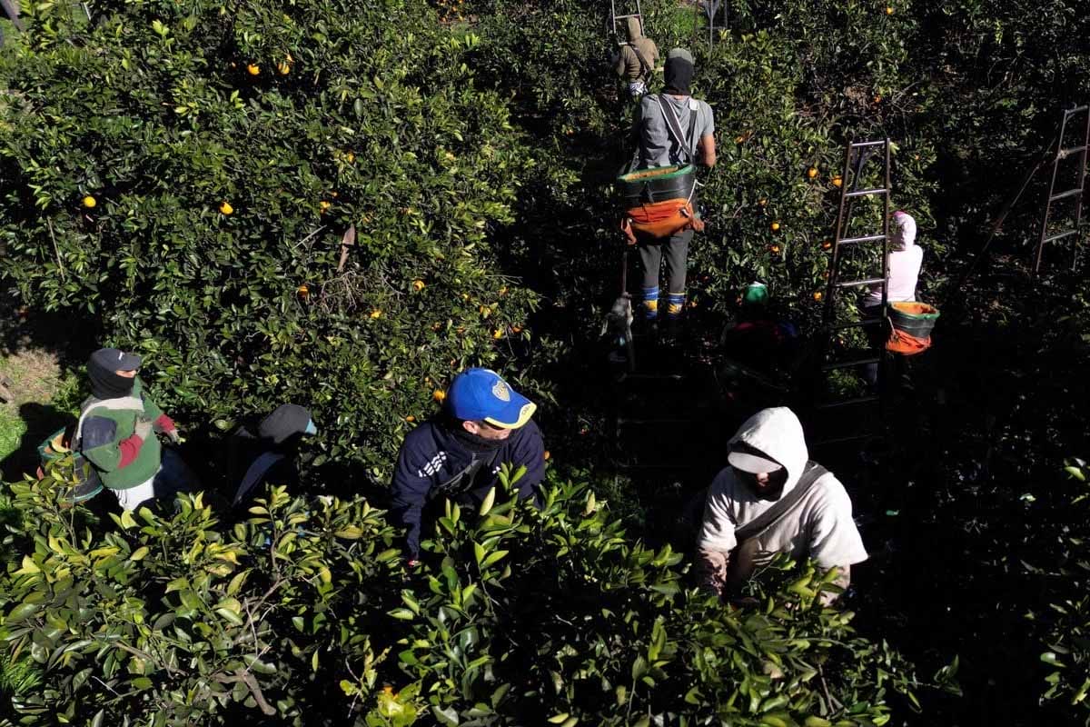 Trump anuncia nuevas reglas para trabajadores agrícolas migrantes en EE.UU.
