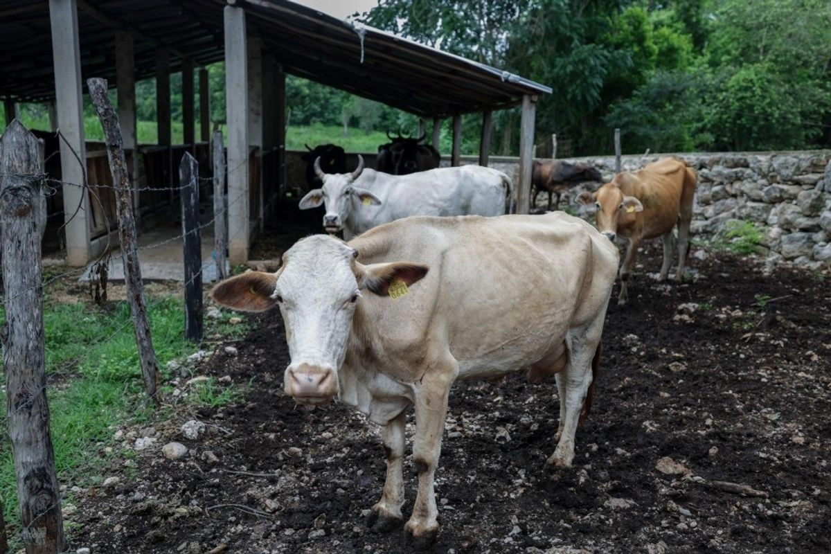 Yucatán reporta su primer caso de miasis por gusano barrenador en humano Yucatán reporta su primer caso de miasis por gusano barrenador en humano