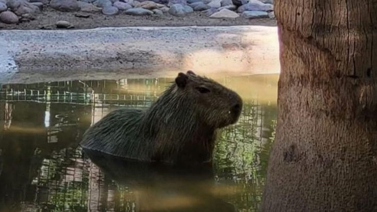 Misterio en Culiacán: desaparece capibara del zoológico local