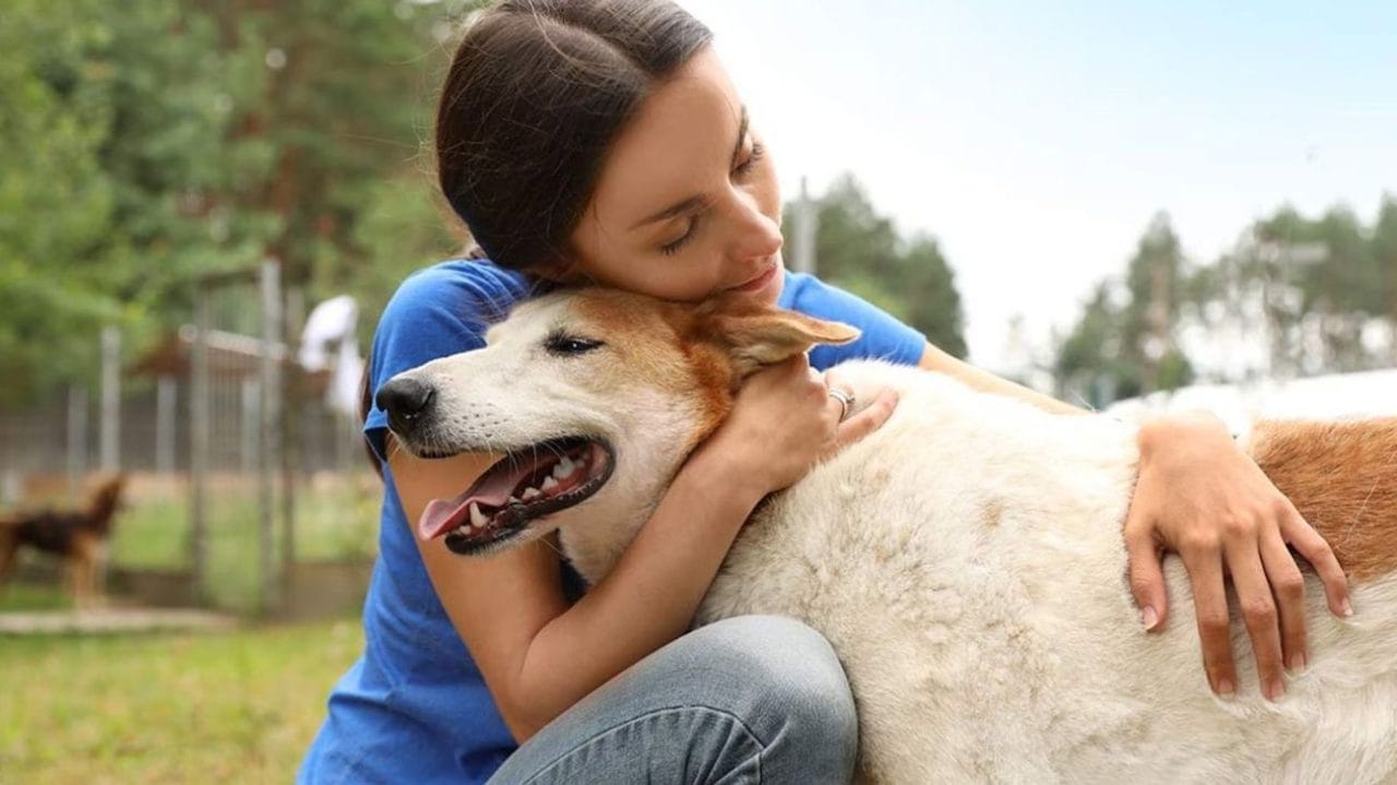 CDMX aprueba custodia compartida de mascotas en divorcios