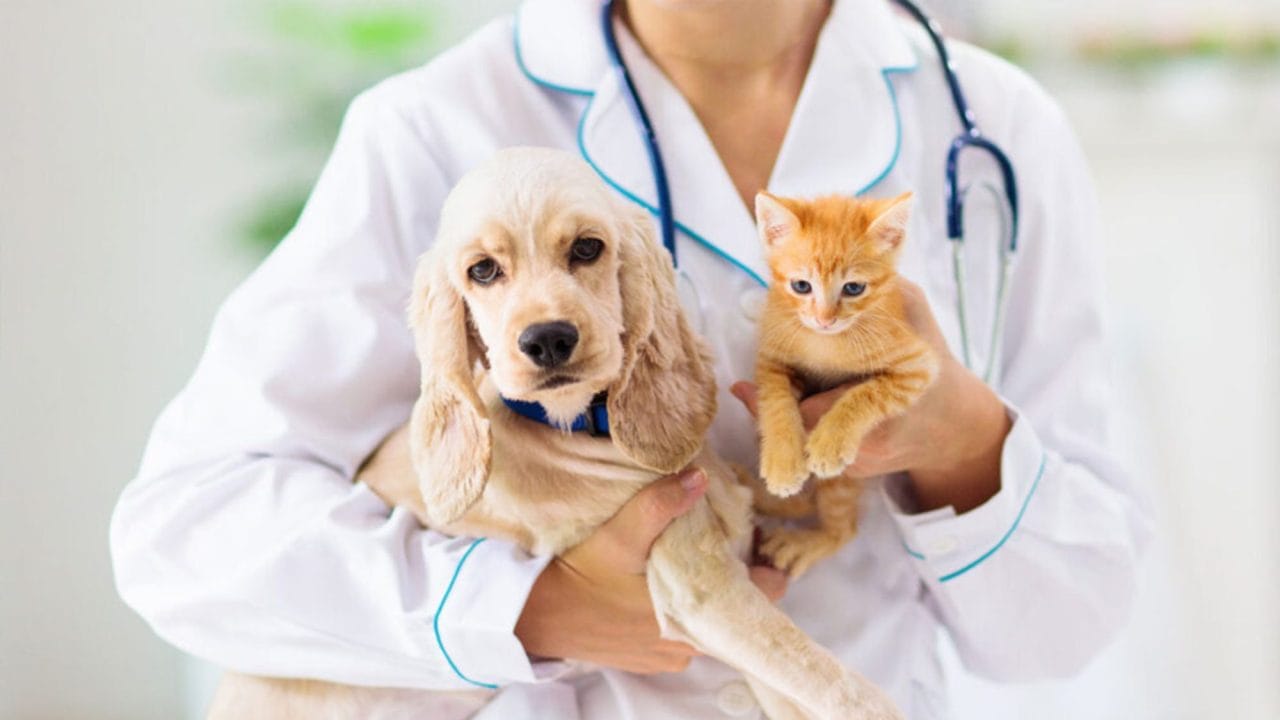 Esterilizarán 200 mascotas en Cancún en jornada gratuita del Ayuntamiento