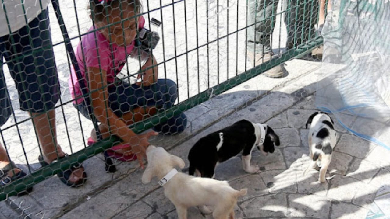 Feria de adopción en Cancún: rescatan perros y gatos y buscan hogares responsables