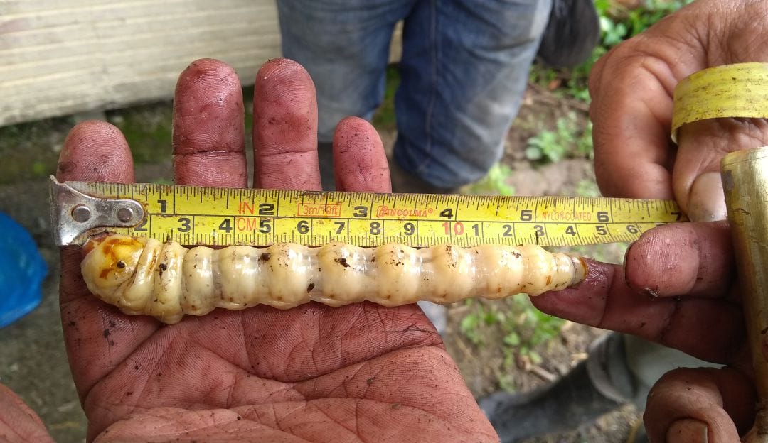 gusano barrenador Alerta en Chiapas por incremento de miasis humana causada por gusano barrenador