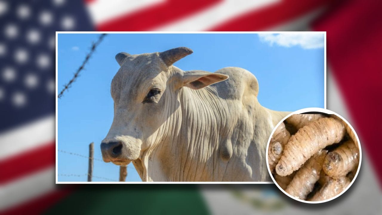 gusano_barrenador_acuerdo_mexico_eeuu México y EEUU sellan acuerdo para erradicar el gusano barrenador y reactivar exportaciones