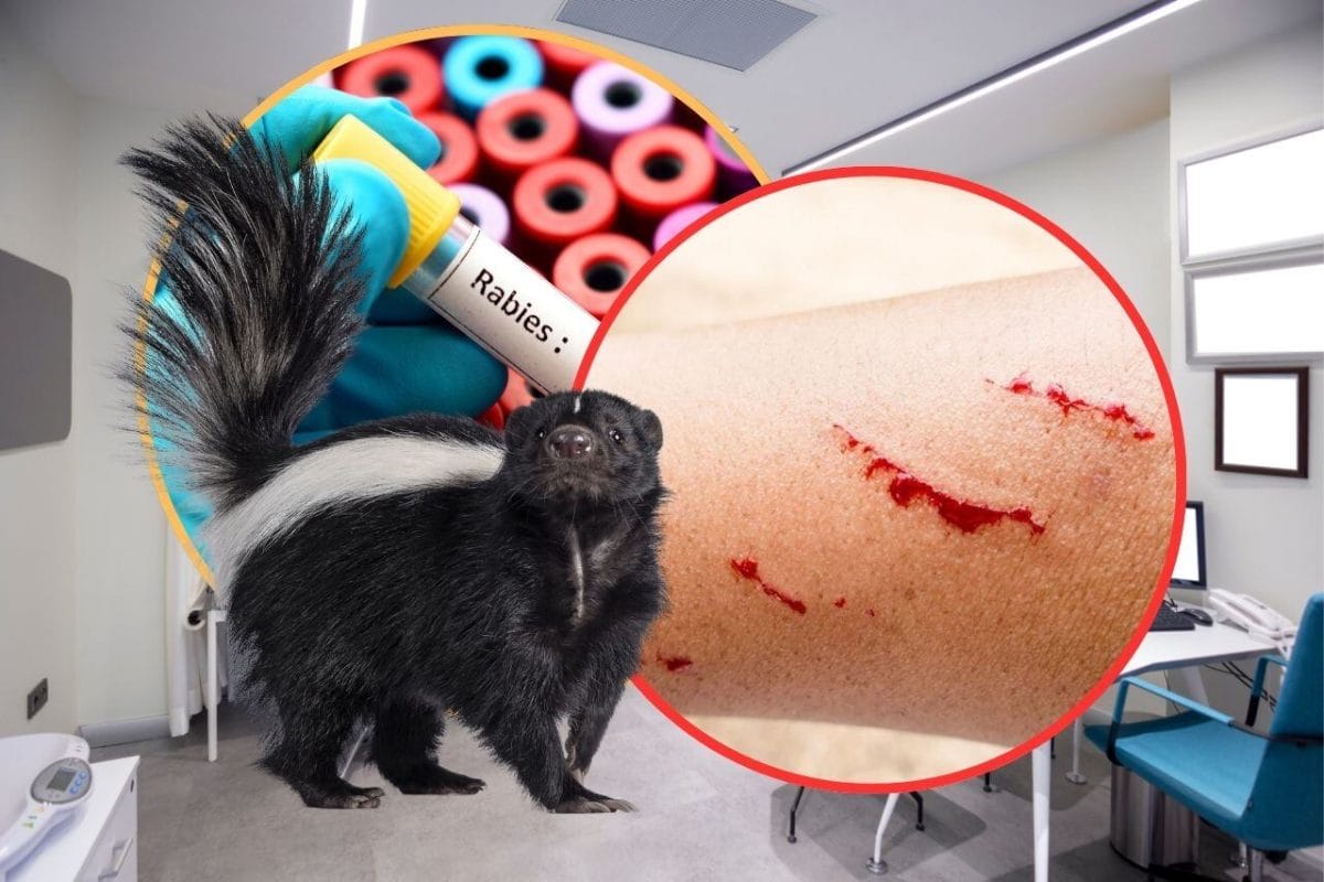 Joven de 17 años contrae rabia tras mordida de zorrillo en Zacatecas