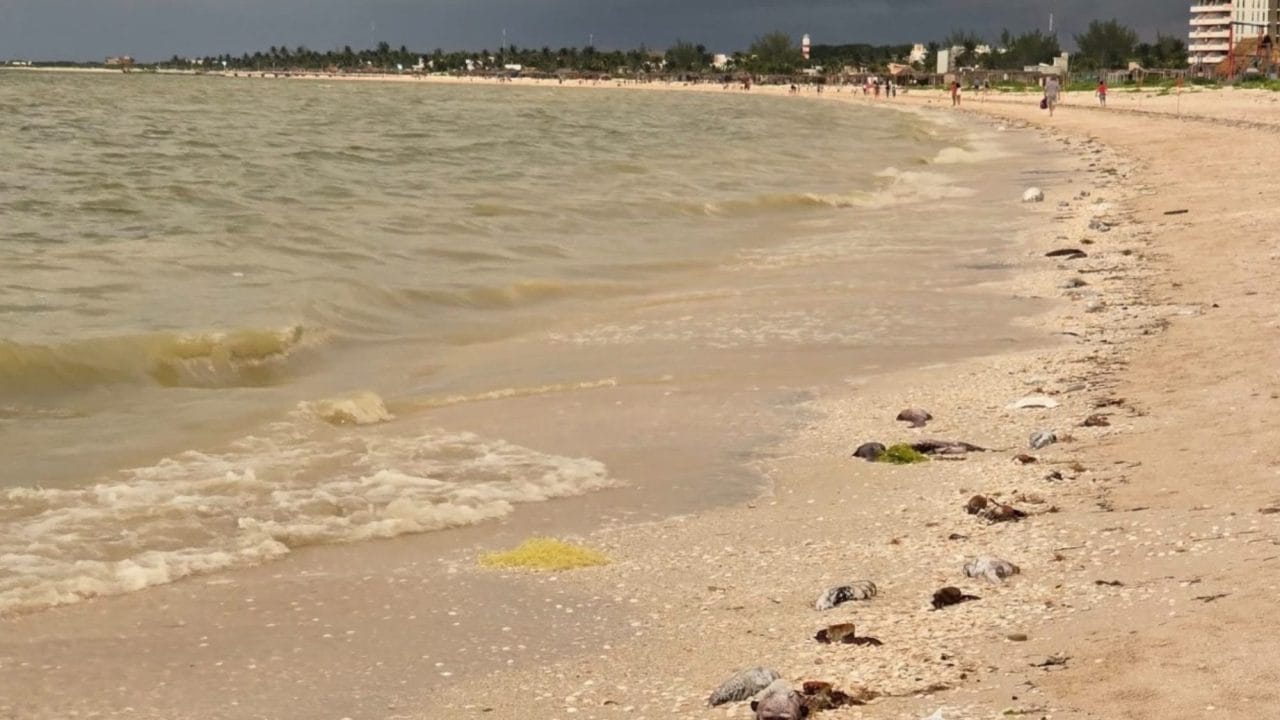 marea-roja-sisal-yucatan