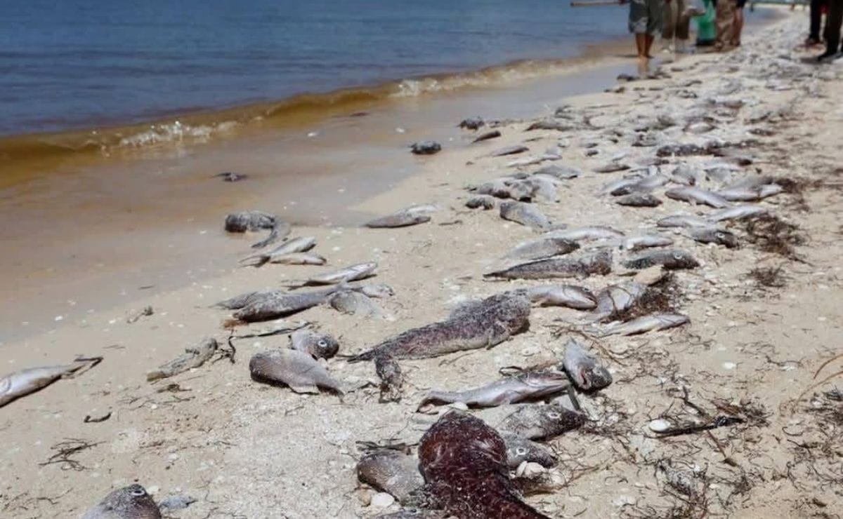 Marea roja en Yucatán: alta toxicidad amenaza a la población