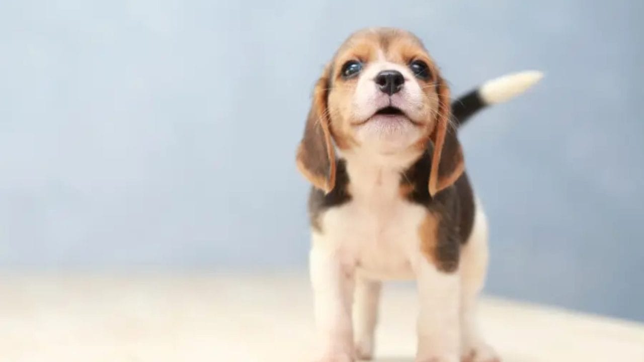 Mascotas y finanzas: cómo planear los gastos de tu perro sin sorpresas