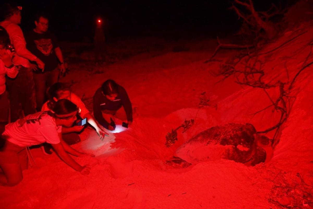 Campamento Tortuguero Punta Sur registra 357 nidos y libera 695 crías en Cozumel