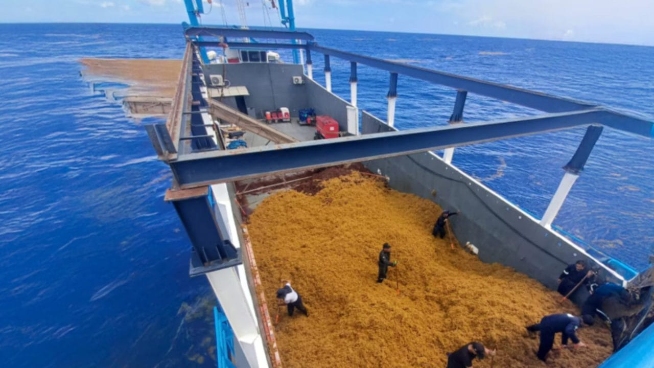 Sargazo ya es recurso pesquero y podrá ser aprovechado para biocombustibles