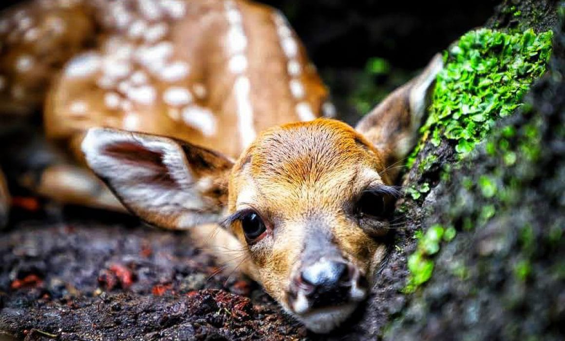 Aprovechamiento sustentable de vida silvestre: conservación con visión ecológica y comunitaria