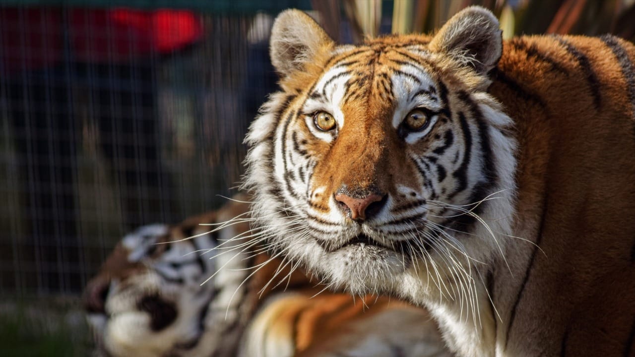 Zoológico danés pide donar mascotas vivas para alimentar a leones y tigres