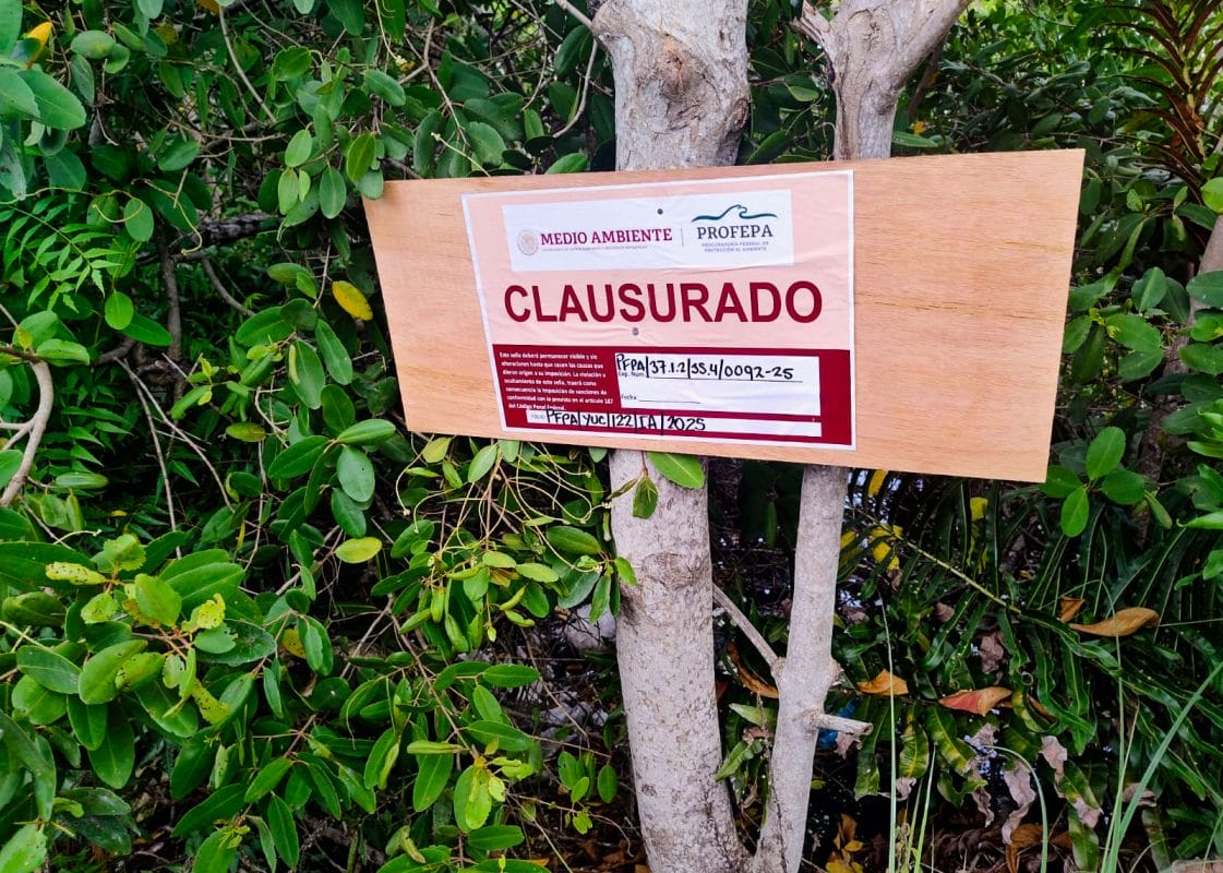 Profepa clausura construcción irregular en manglar de San Felipe