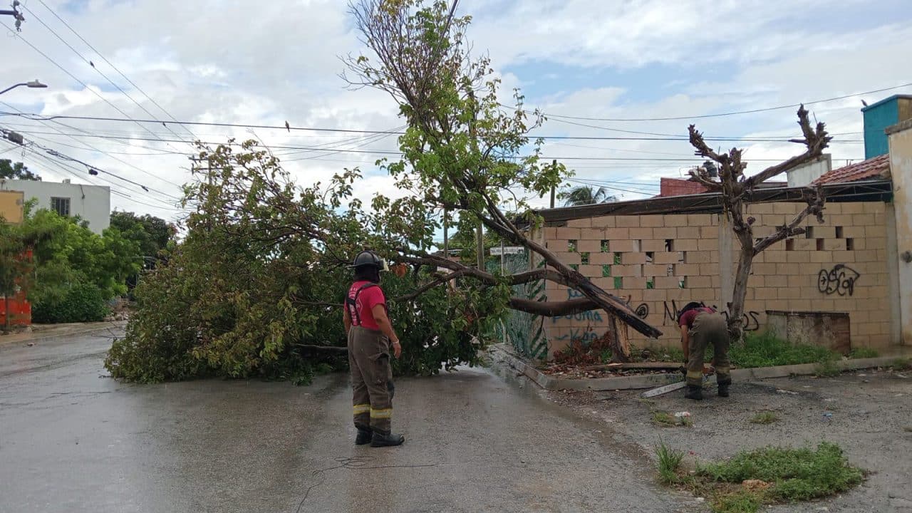 Árboles y cables caídos tras lluvias en Cancún; autoridades realizan labores de limpieza