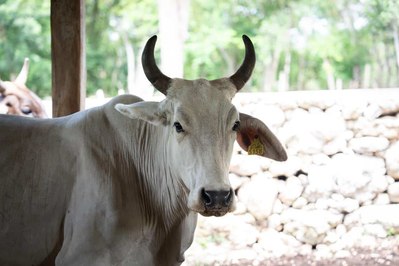 Detectan 67 nuevos casos de gusano barrenador en Yucatán