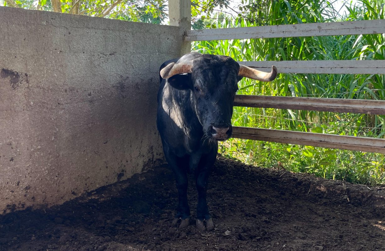 Detectan 50 nuevos casos de gusano barrenador