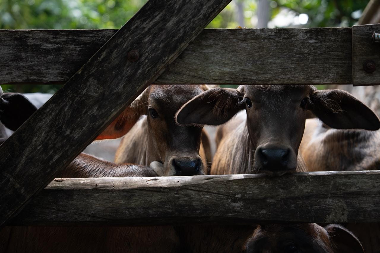 Yucatán reporta 50 nuevos casos de gusano barrenador Yucatán reporta 50 nuevos casos de gusano barrenador