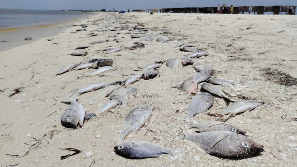 Decreta fin de la contingencia por marea roja en Yucatán