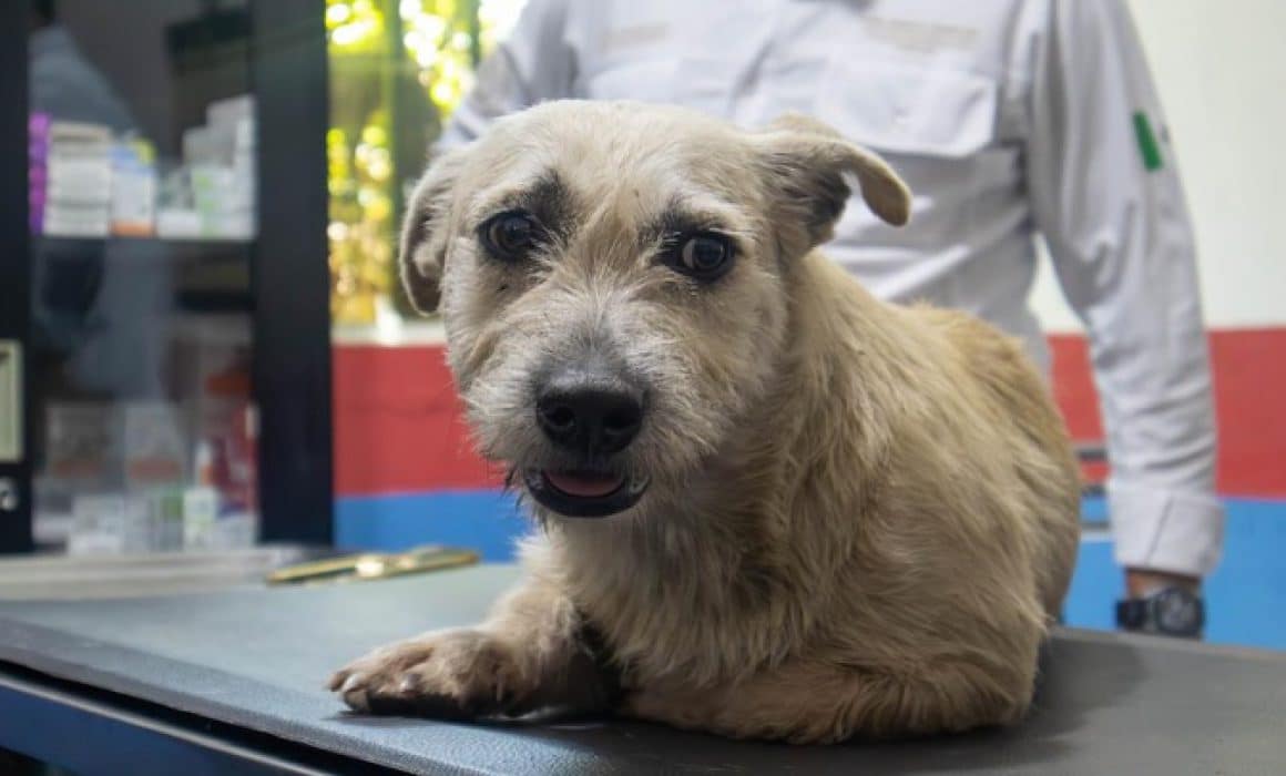 Rescatan a perrita abusada sexualmente en Playa del Carmen; capturan a agresor