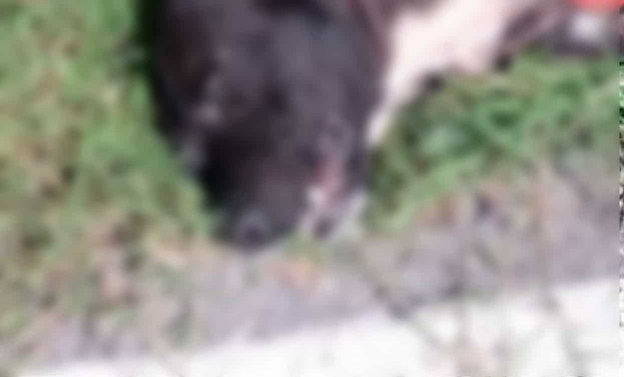 Nuevo caso de crueldad animal indigna a vecinos de Conkal