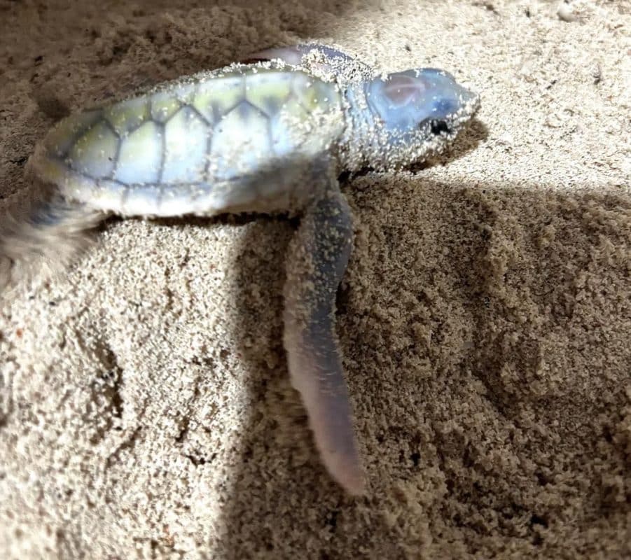 Nace tortuga marina albina en Cozumel, un raro espectáculo de la naturaleza