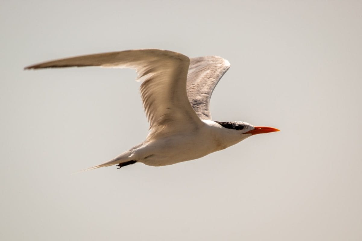 Aves playeras: guardianas indispensables de las costas